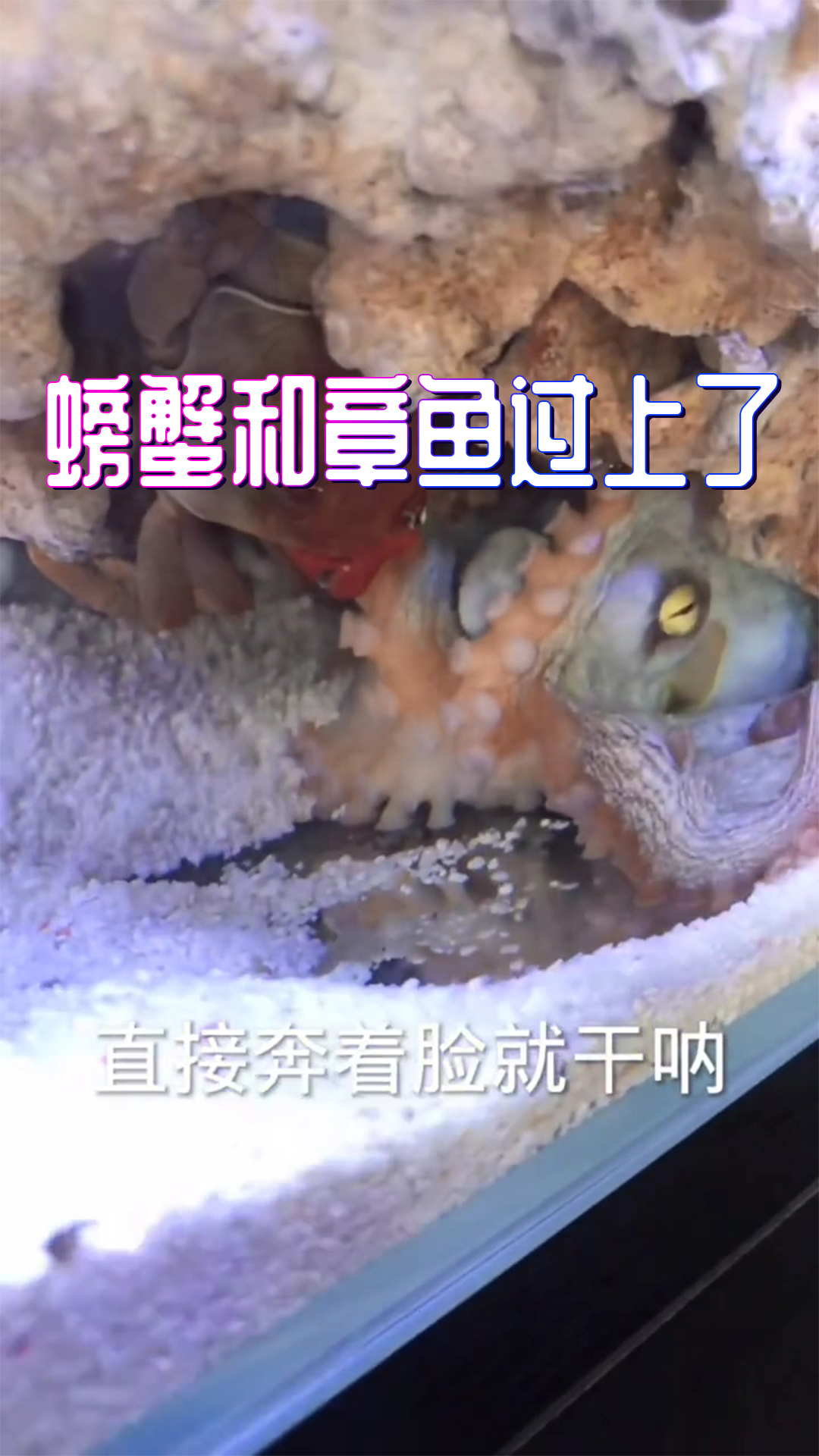 螳螂虾一只没吃,结果它们还内部消耗了