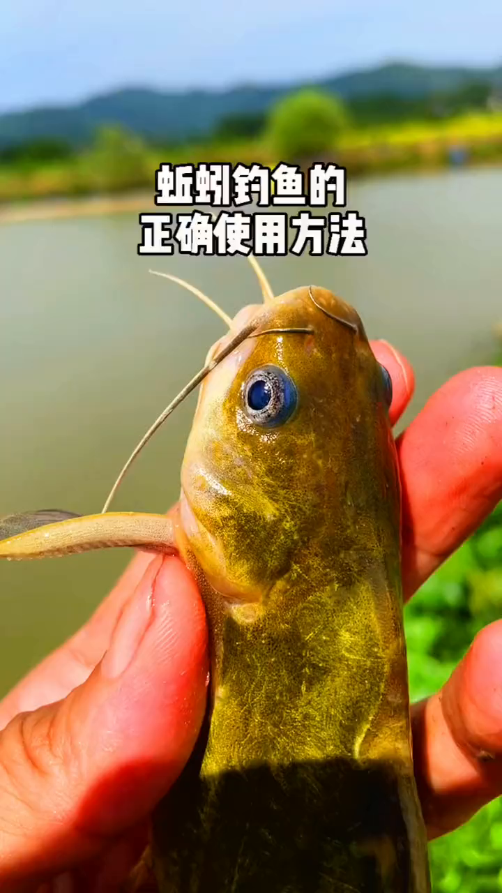 蚯蚓钓鱼的正确使用方法