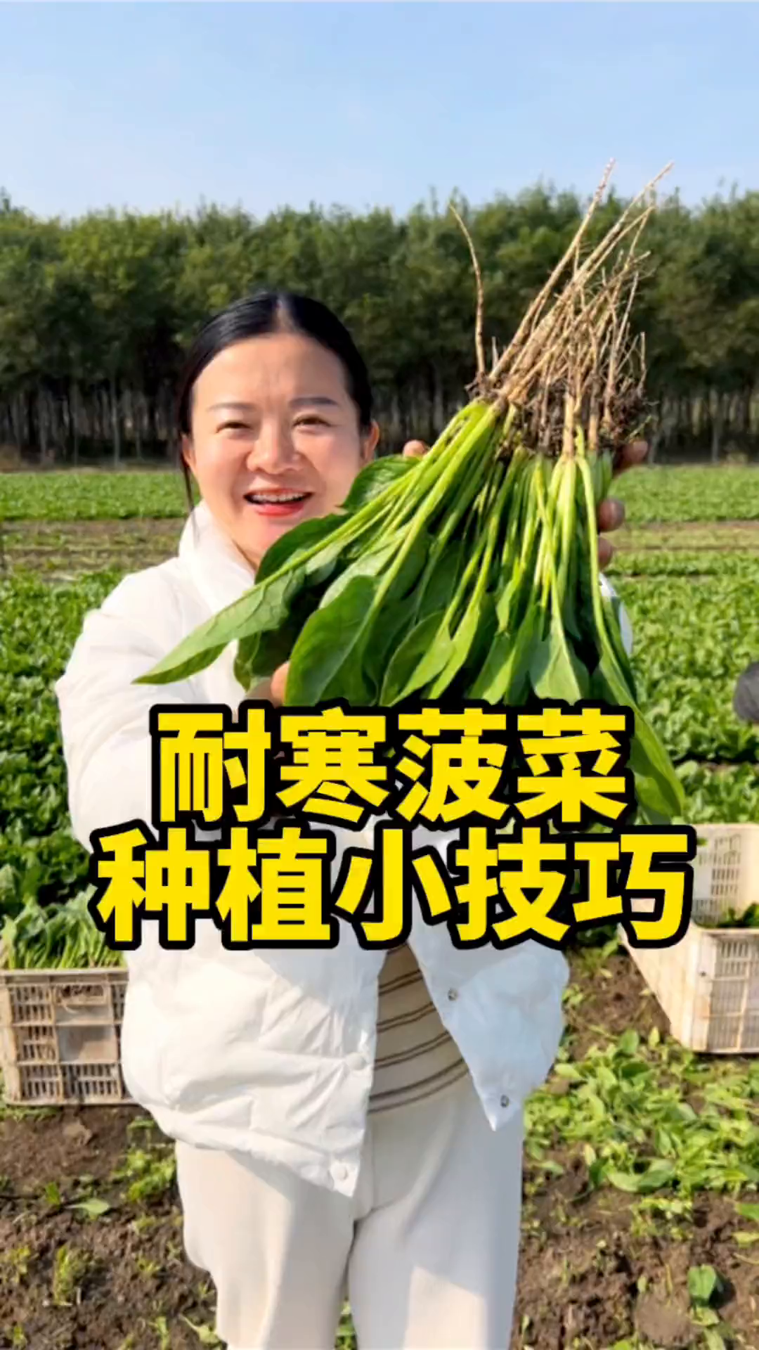 耐寒菠菜这样种植3天发芽,30来天采收