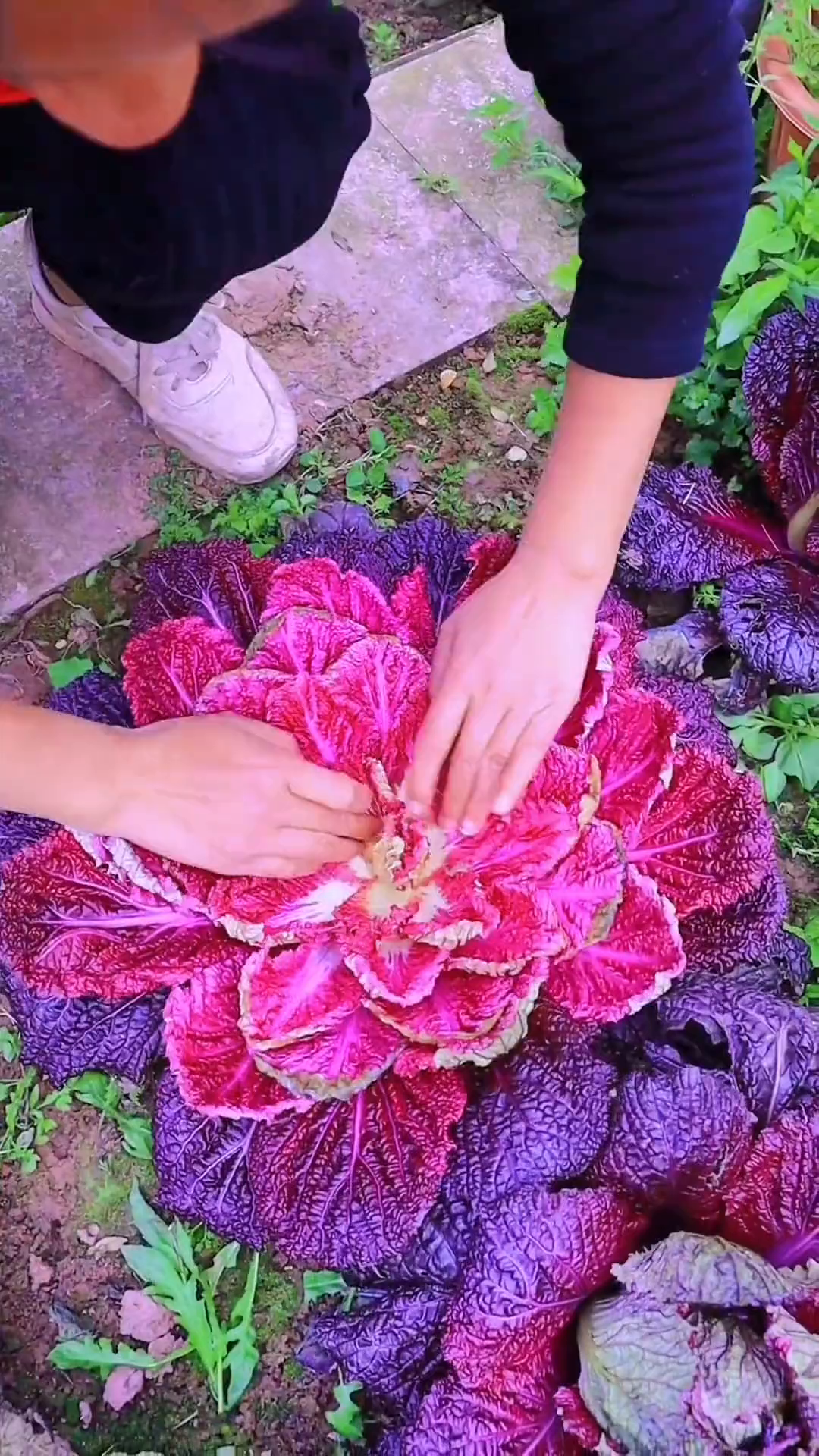比牛肉都贵的紫色大白菜种子