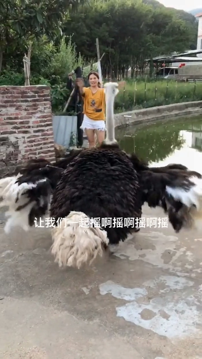 我是只会舞蹈的鸵鸟神奇动物在鸵鸟我要继续加油