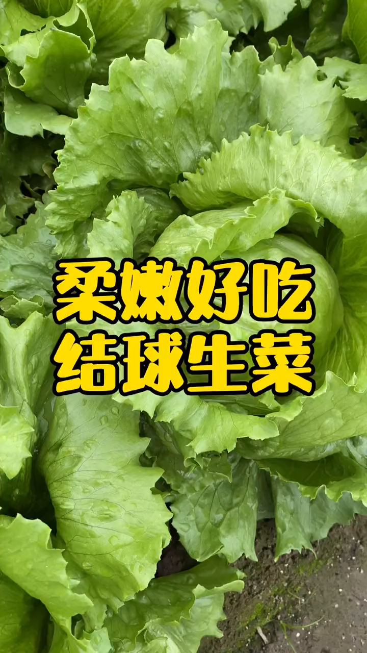好吃的结球生菜在秋季种植,柔嫩好吃