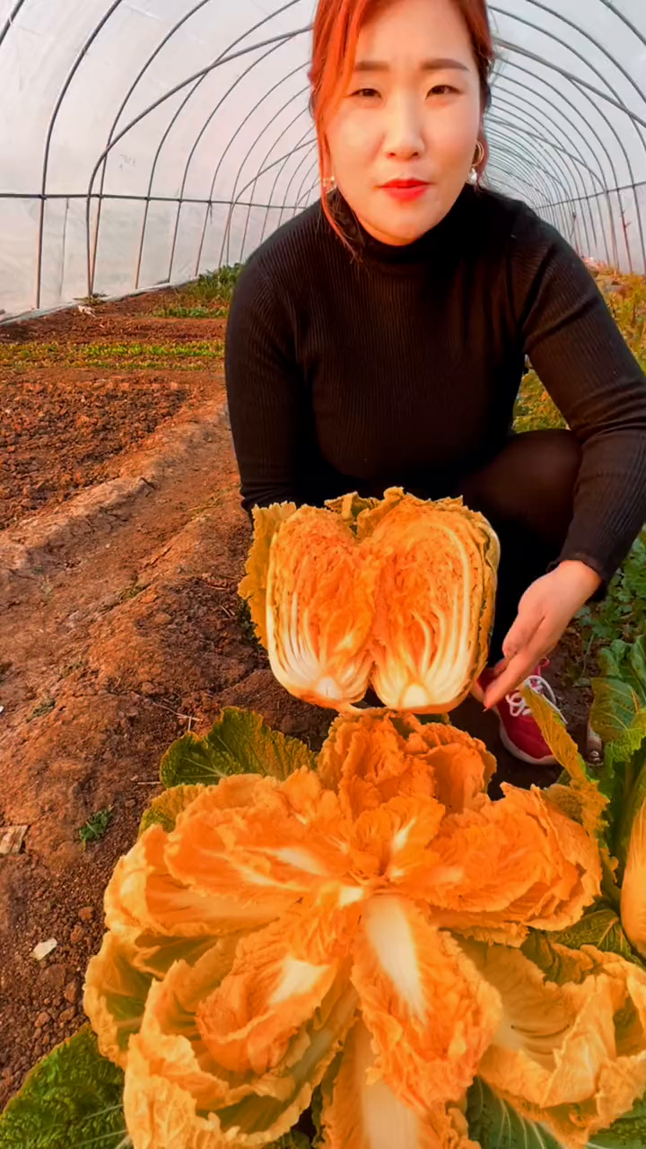 能变色的,红心大白菜,你吃过没有?