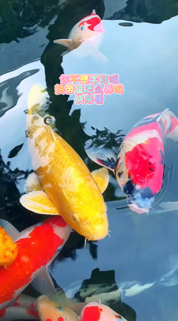 你不想学习热带鱼怎么养吗快来看