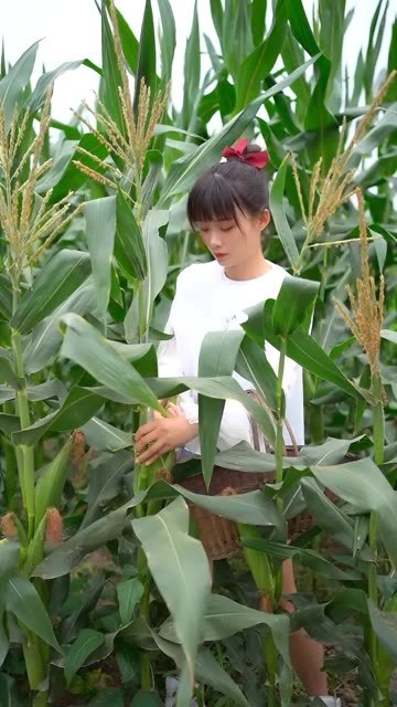 在四川很多家常菜都离不开泡菜,但是很多人又泡不好,炒过的泡菜太下饭了