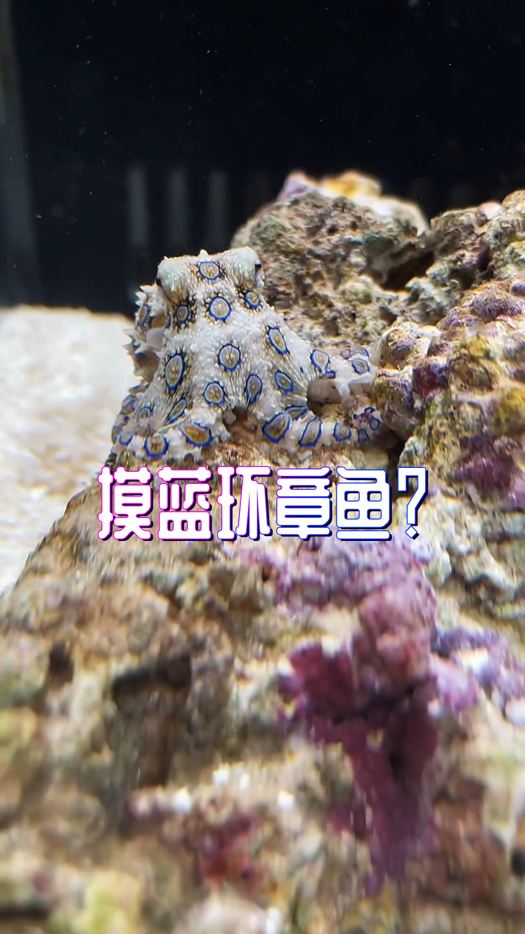 今天这视频拍的……鸡飞蛋打的