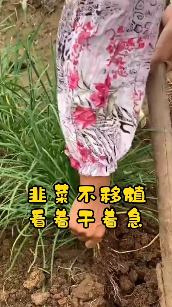 种植韭菜根,三五天发芽,不到一个月就可以收割一茬