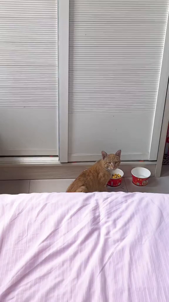 纸片猫吃饭