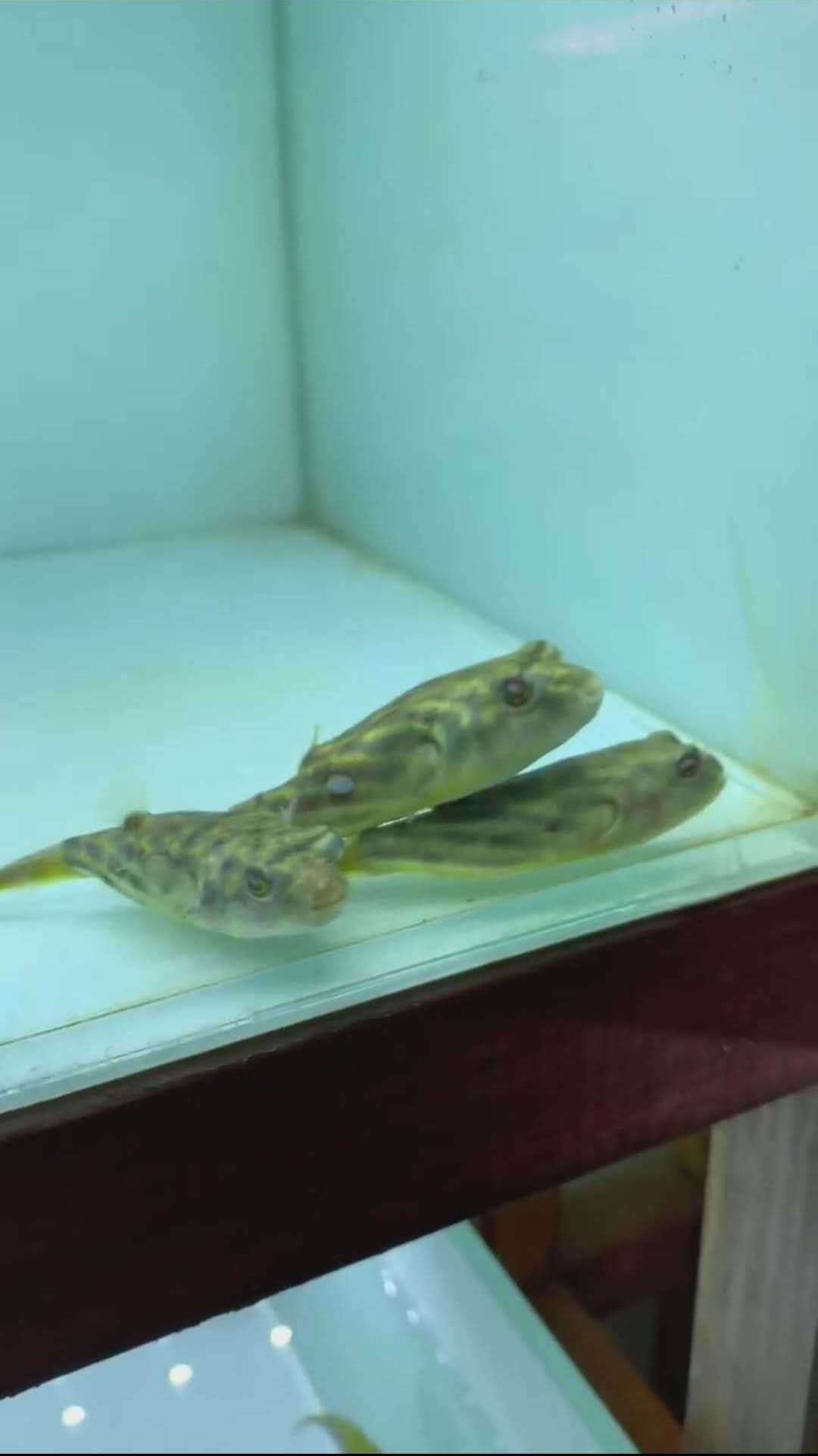 一个个如饥似渴等待投喂苹果螺的斑马狗头