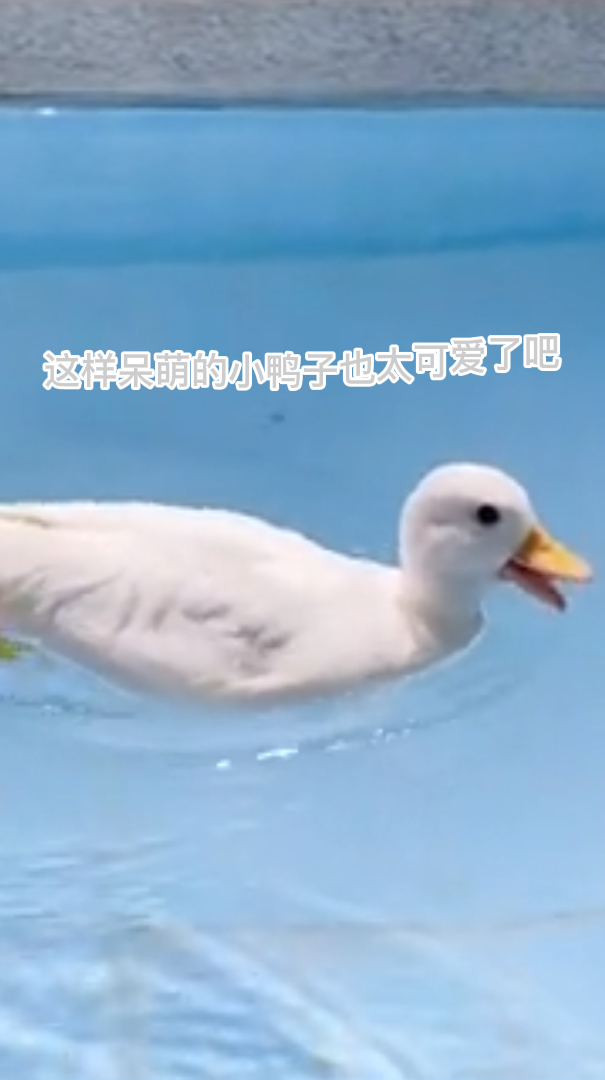 这样呆萌的小鸭子也太可爱了吧