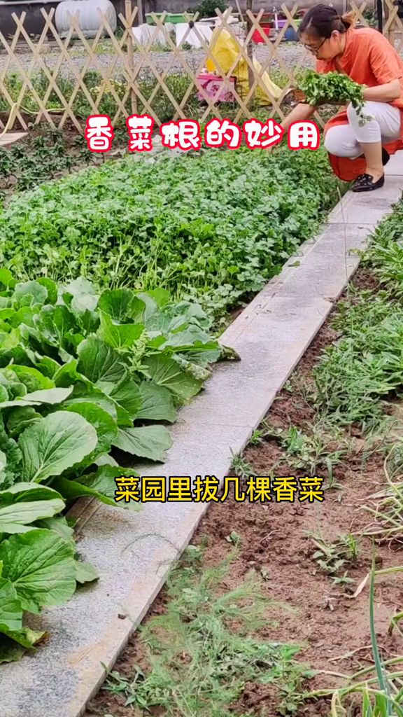 平时吃香菜香菜根是不是都扔掉了?