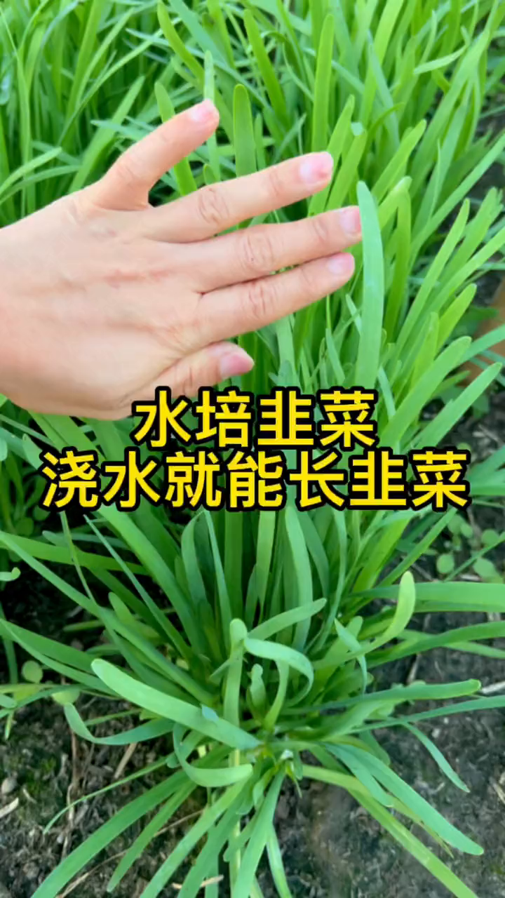水培韭菜,连盆带根都给您准备好了!
