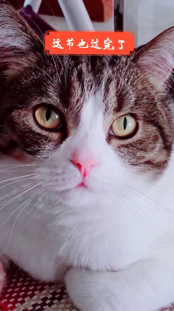 答应给二丫多存点小鱼罐头,结果失言了