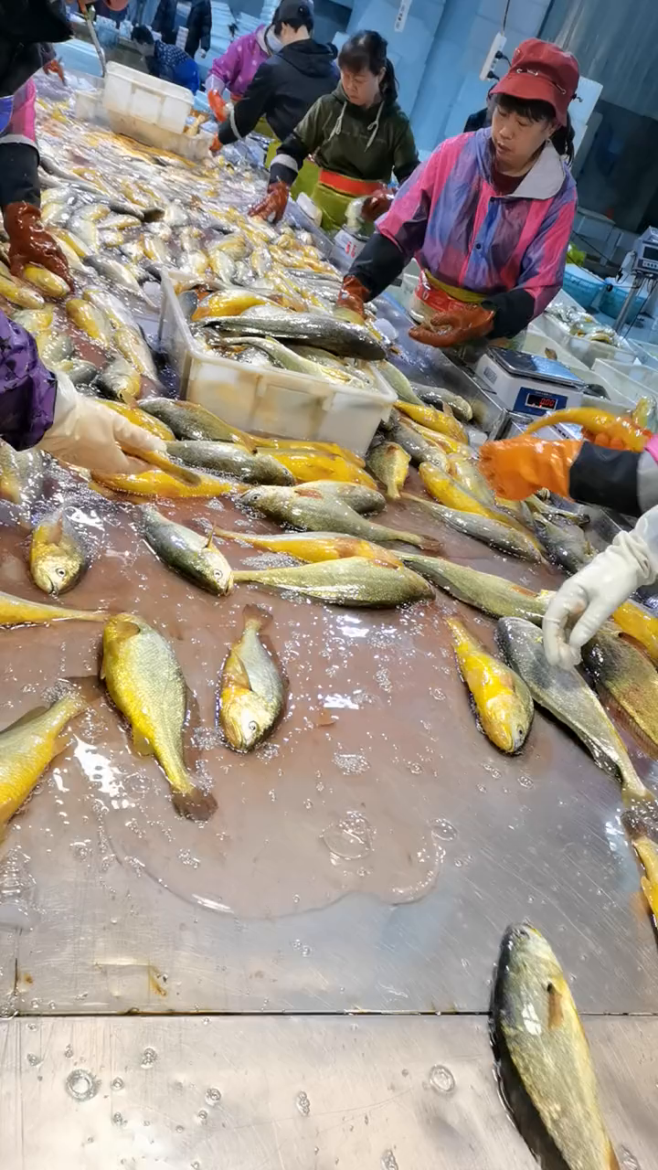 宁德大黄鱼养殖基地