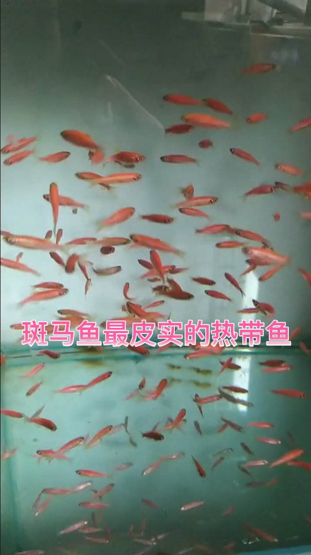 斑马鱼最皮实的热带鱼
