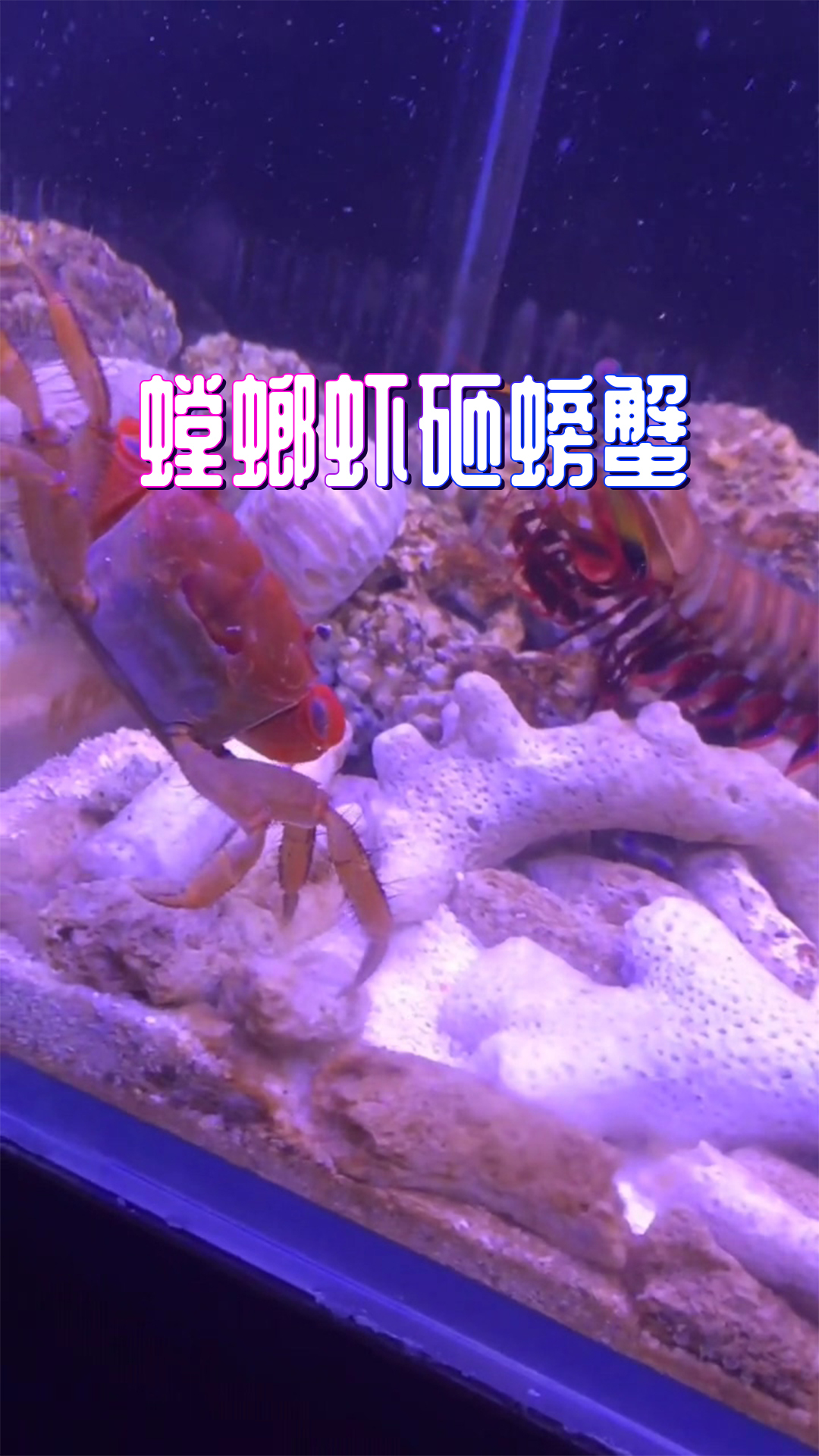 没看出来,螳螂虾还有道义的一面