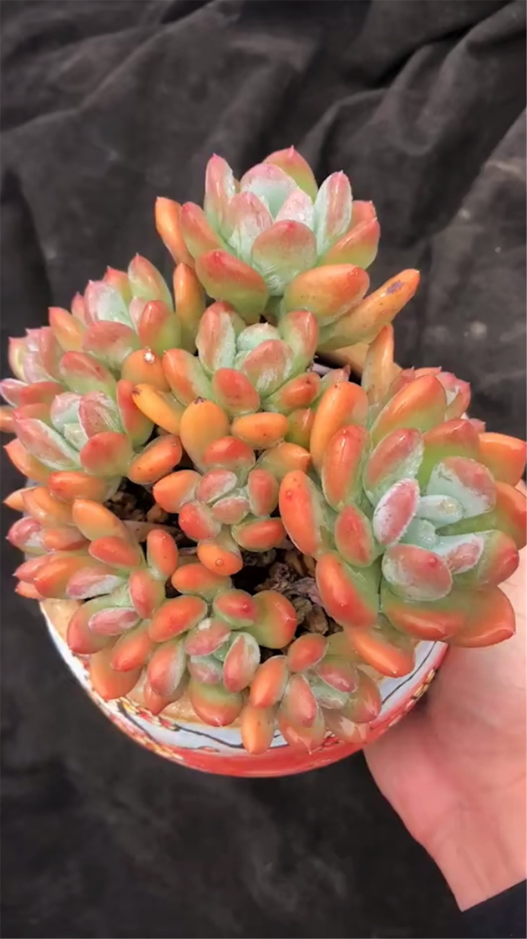 4棵老桩多肉:灰姑娘多肉,变漂亮“公主”,您能养出来吗?