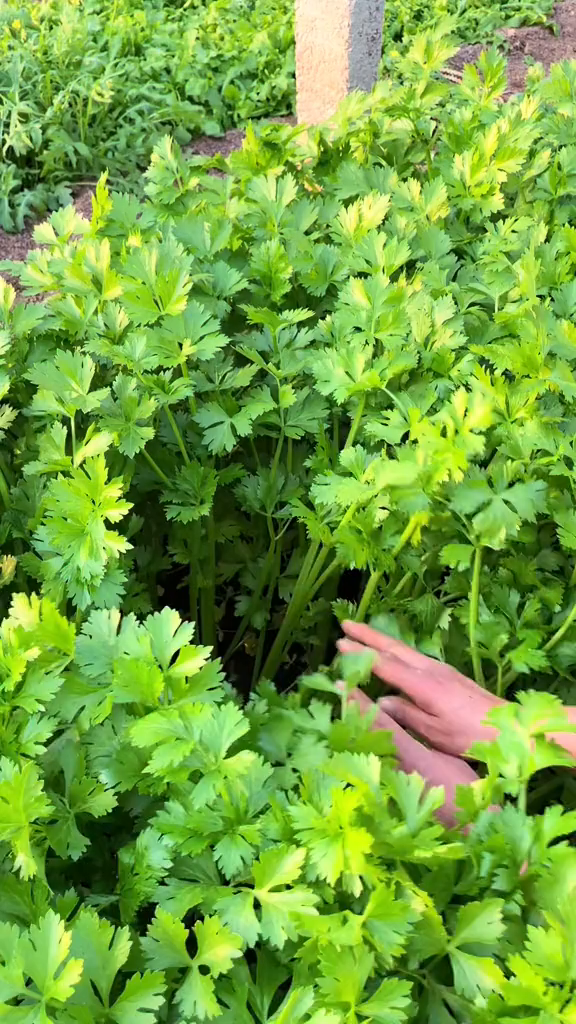 想要芹菜长得好。选对品种很重要!