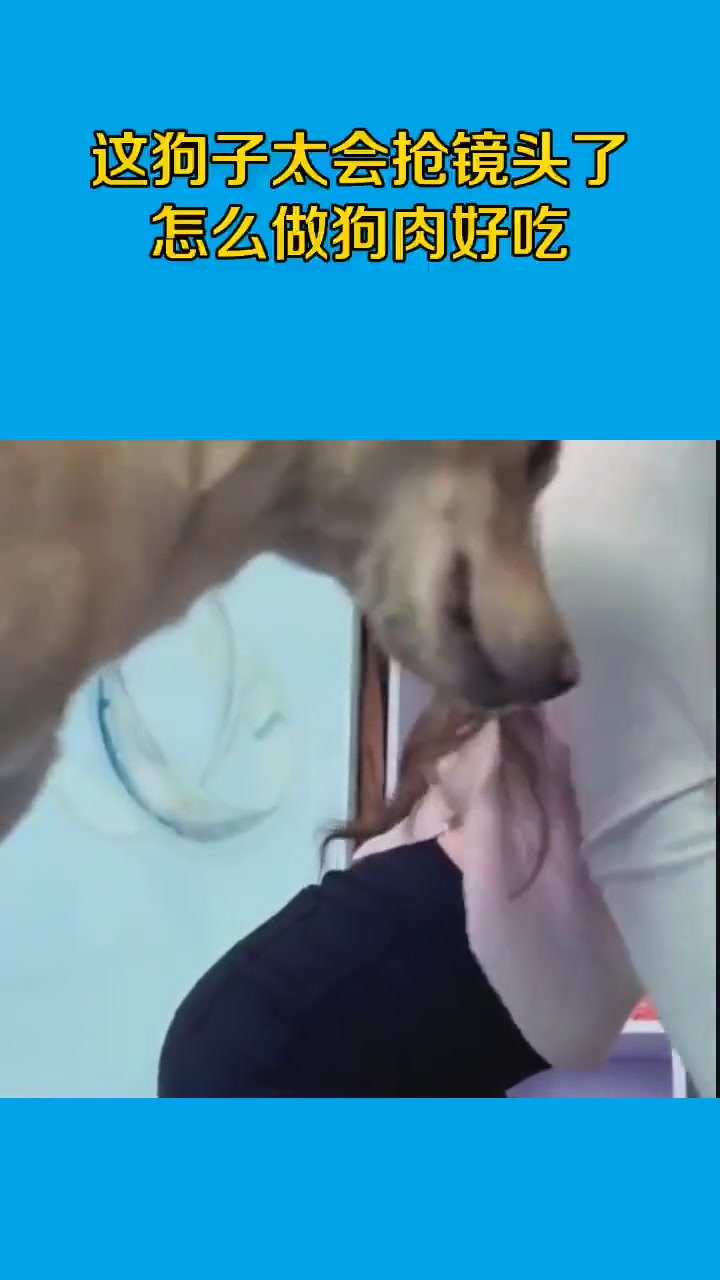 这狗子太会抢镜头了,怎么做狗肉好吃