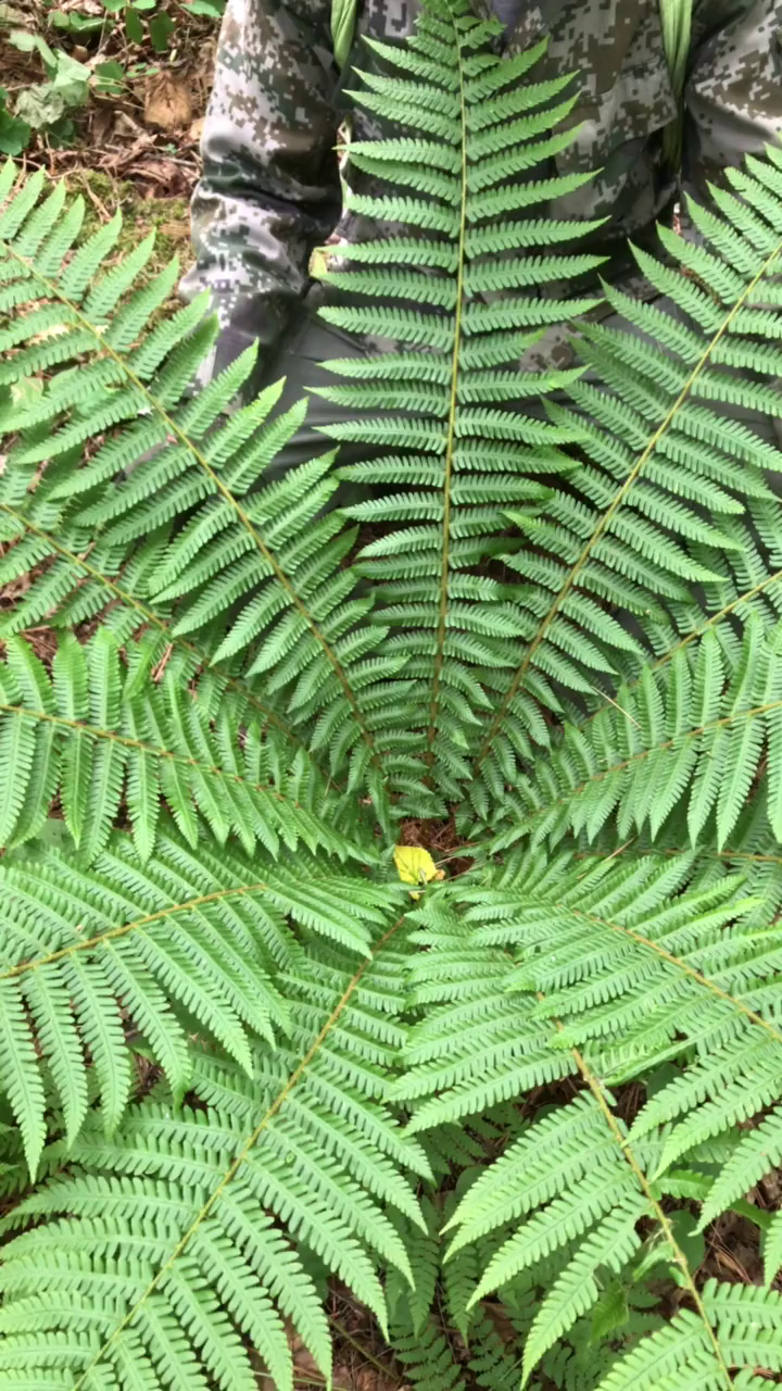 外号,野鸡膀子,千万别采回家