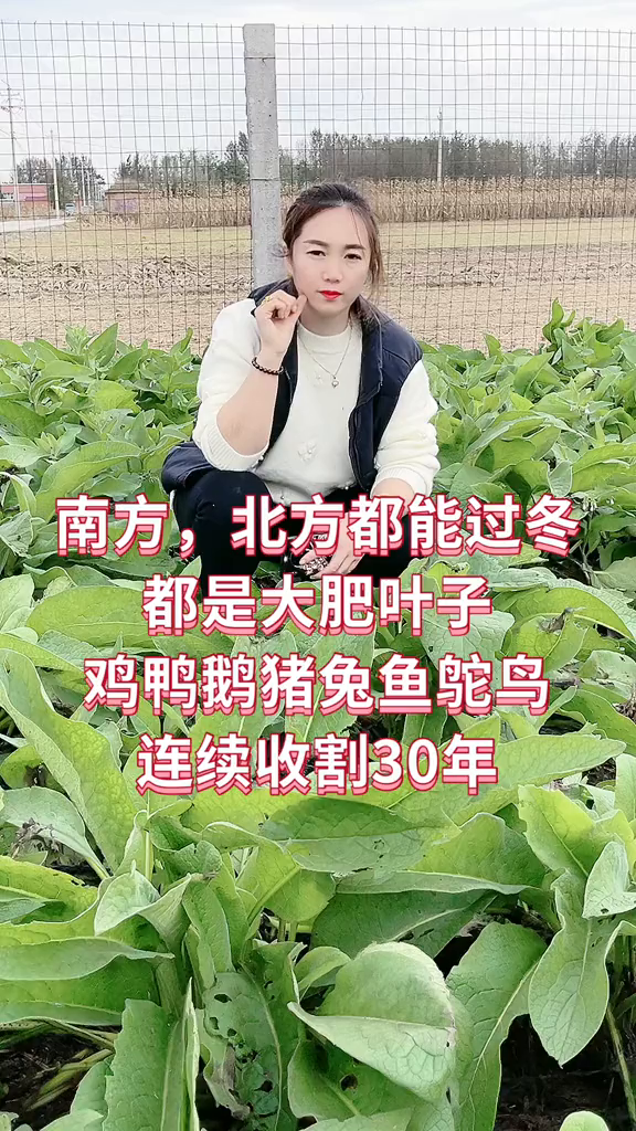 肥猪菜,南方北方都可以过冬