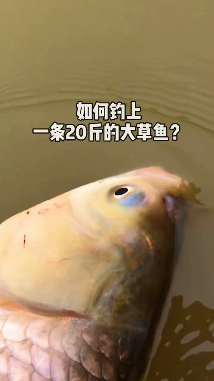 如何钓上一条20斤的大草鱼?