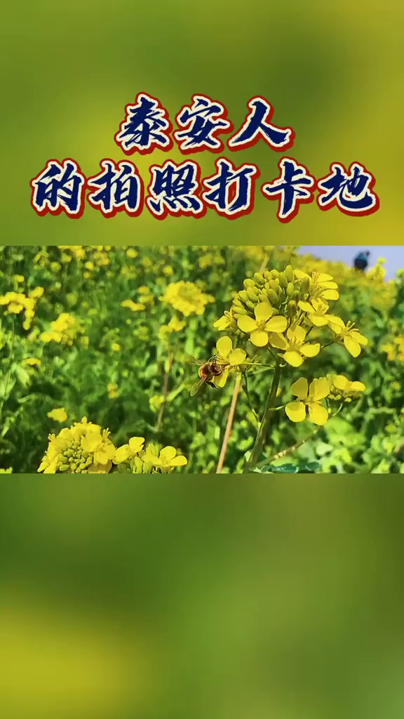 一定要打卡一下泰安的油菜花基地不仅可以拍到好看的照片还