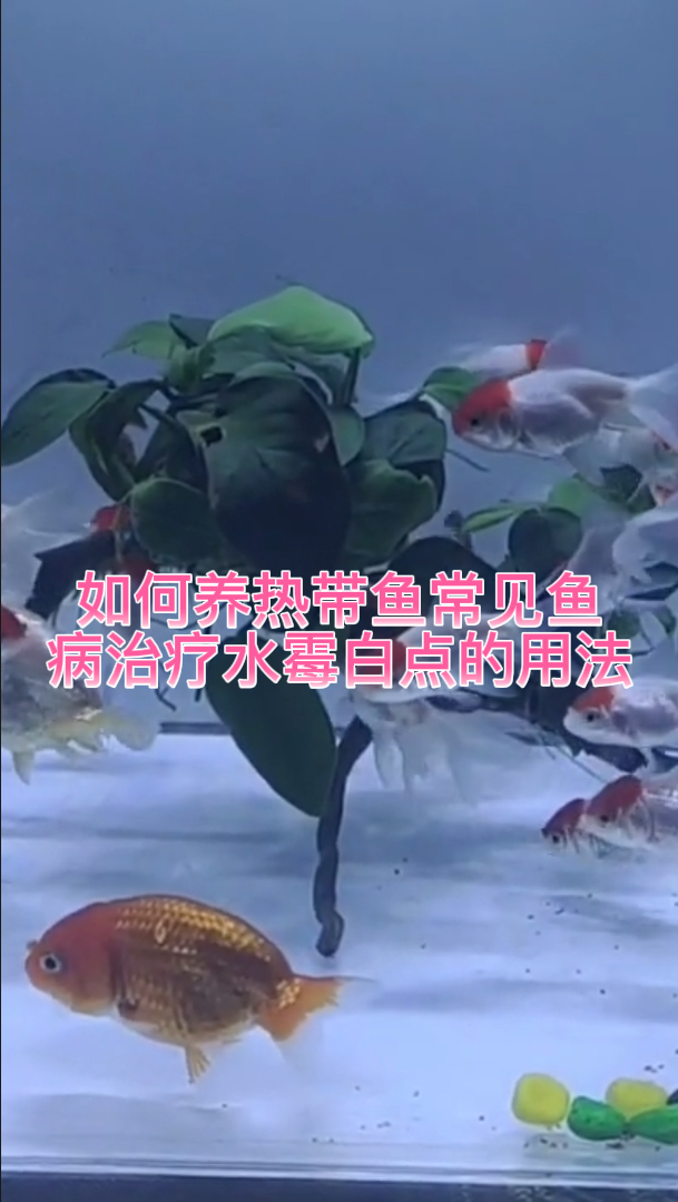 如何养热带鱼常见鱼病治疗水霉白点的用法