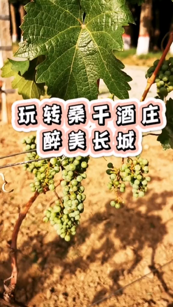 长城葡萄酒桑干酒庄之行,小众秘境来探秘,这里有黄金老藤,美酒佳酿～