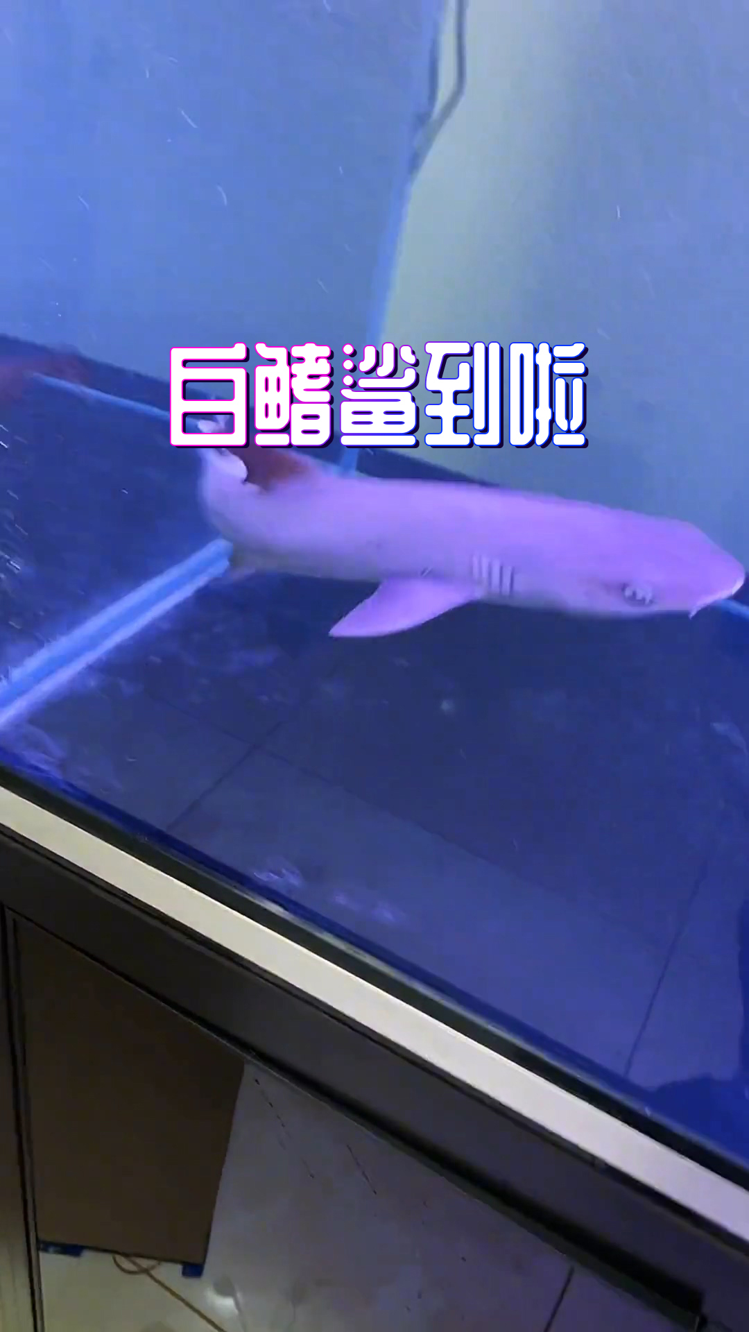 白鳍鲨是真鲨目下真鲨科三齿鲨属的,可以个人合法饲养