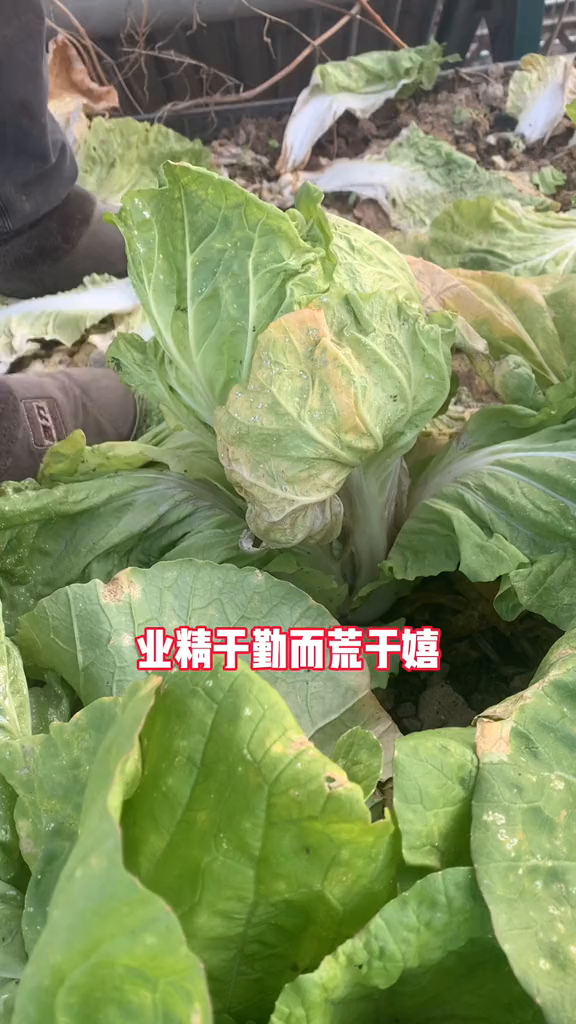大白菜业精于勤荒于嬉,大白菜外表丑陋不堪,剥掉叶子成了