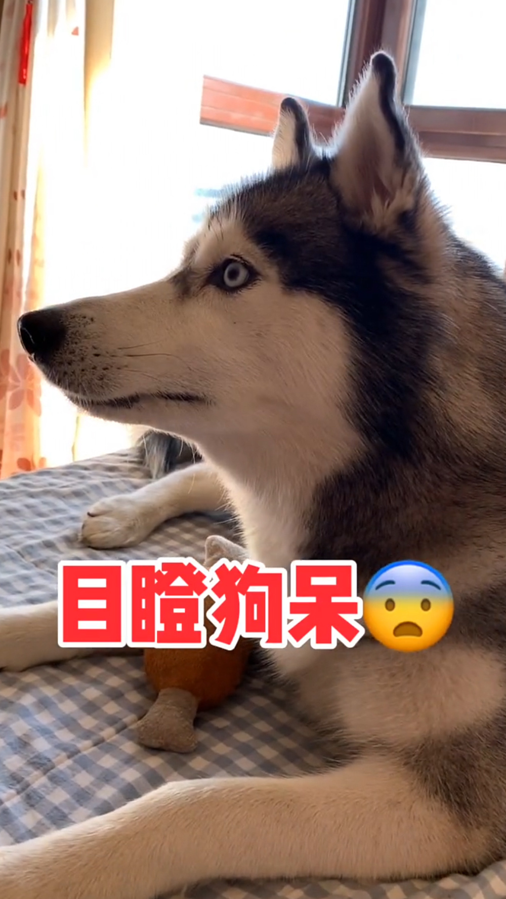 当哈士奇看到鱼头怪,吓得连家都不拆了,简直太搞笑了