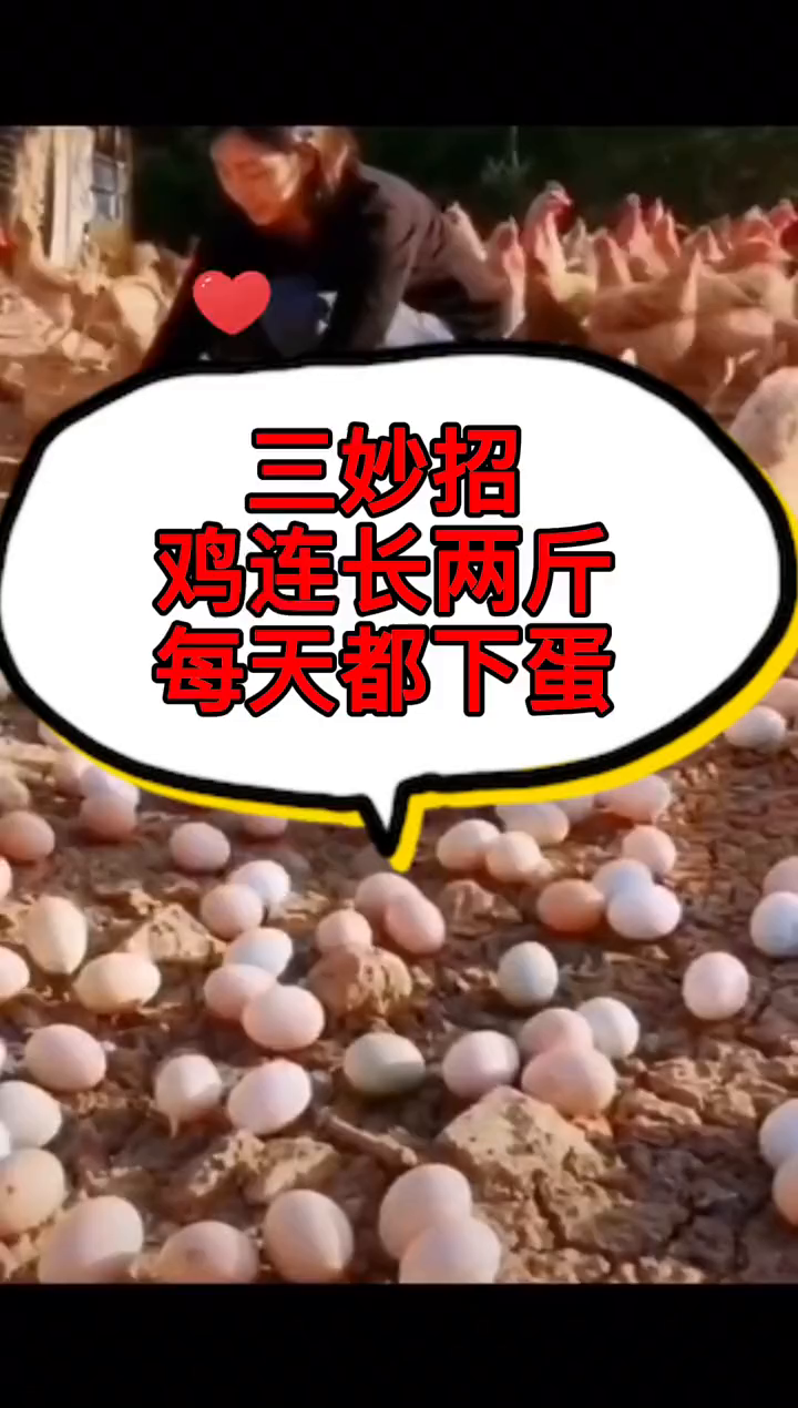 家禽养殖蛋鸡养殖