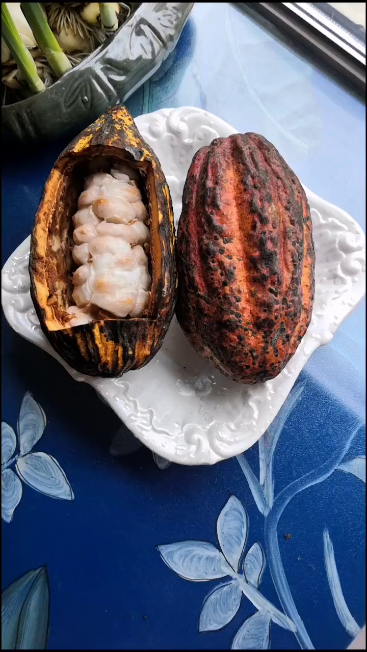 可可豆,是制作巧克力的主要原料。可可果盆栽种子盆栽