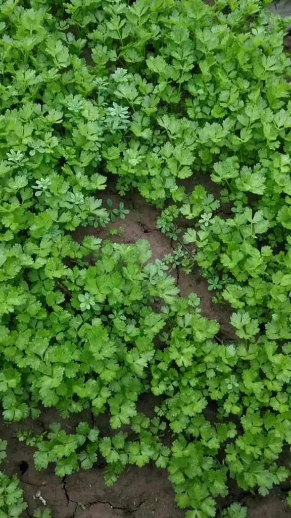 芹菜芽长的不错一定要点进来