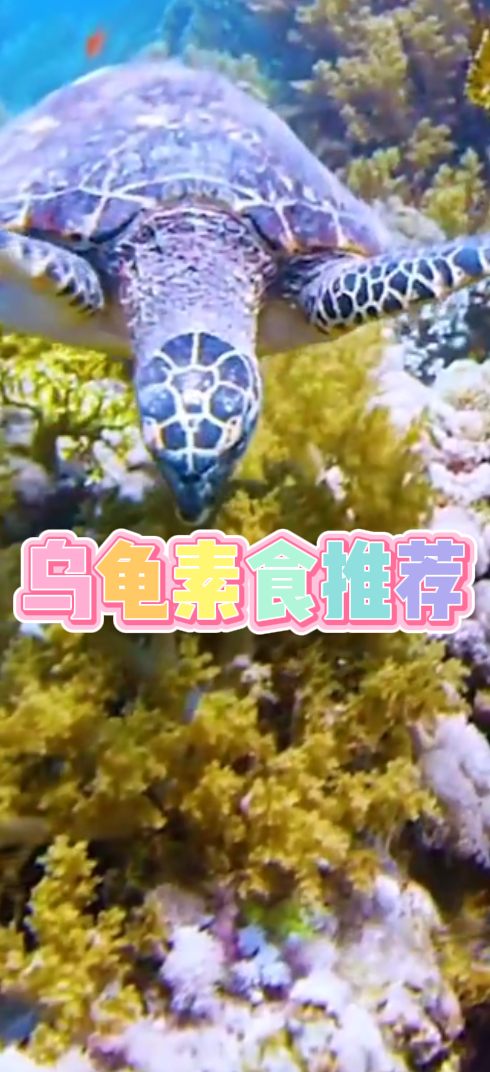素食推荐小乌龟也要荤素搭配啊