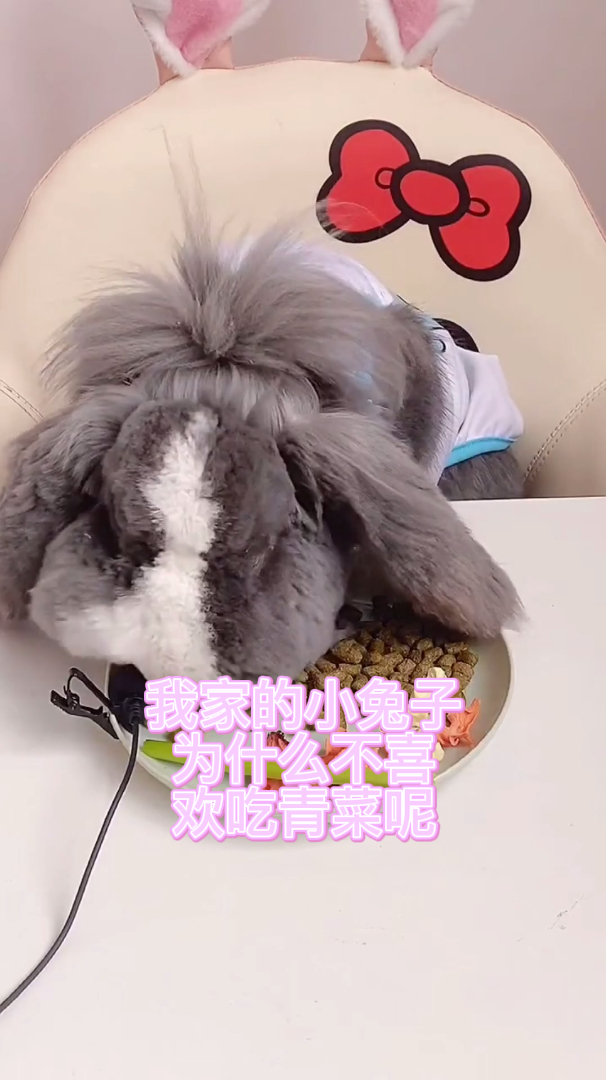 我家的小兔子为什么不喜欢吃青菜呢