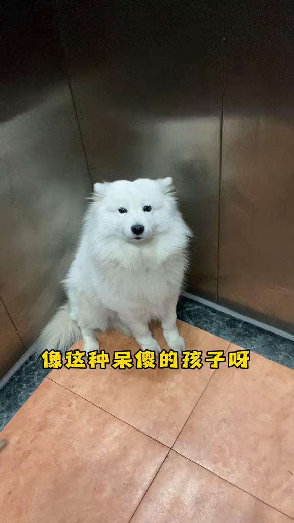 男朋友跟蕉太狼谁更帅一些萨摩耶