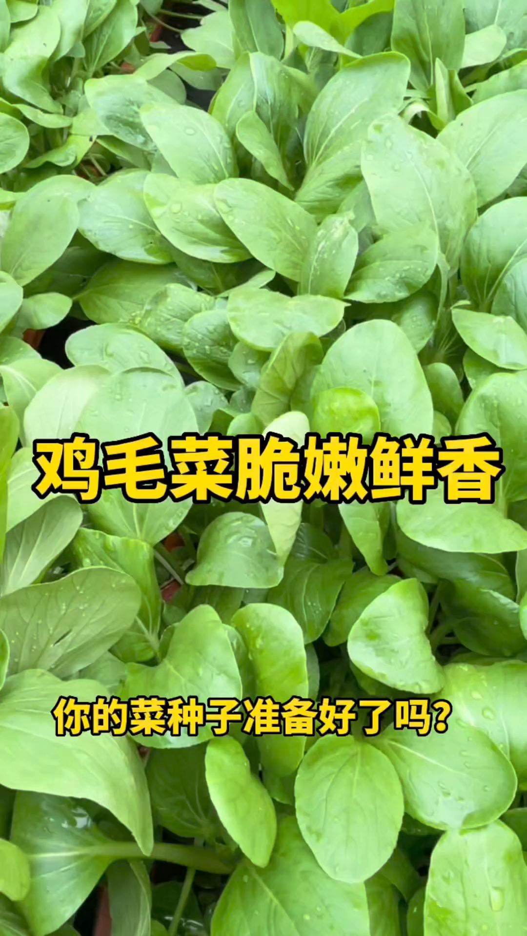 夏季天气太热,推荐种点鸡毛菜,它脆嫩鲜香