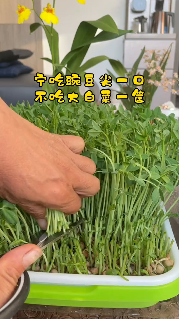 室内水培豌豆尖教程来了!
