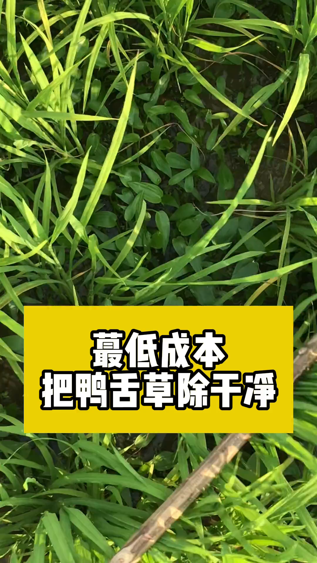 鸭舌草要除干净其实很简单