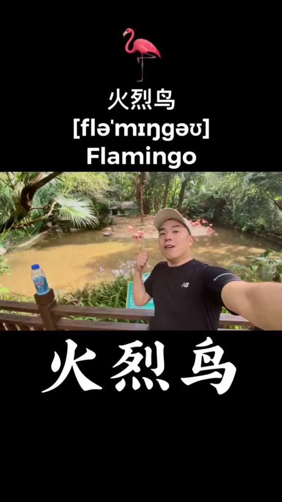 火烈鸟怎么说?学英语小助手