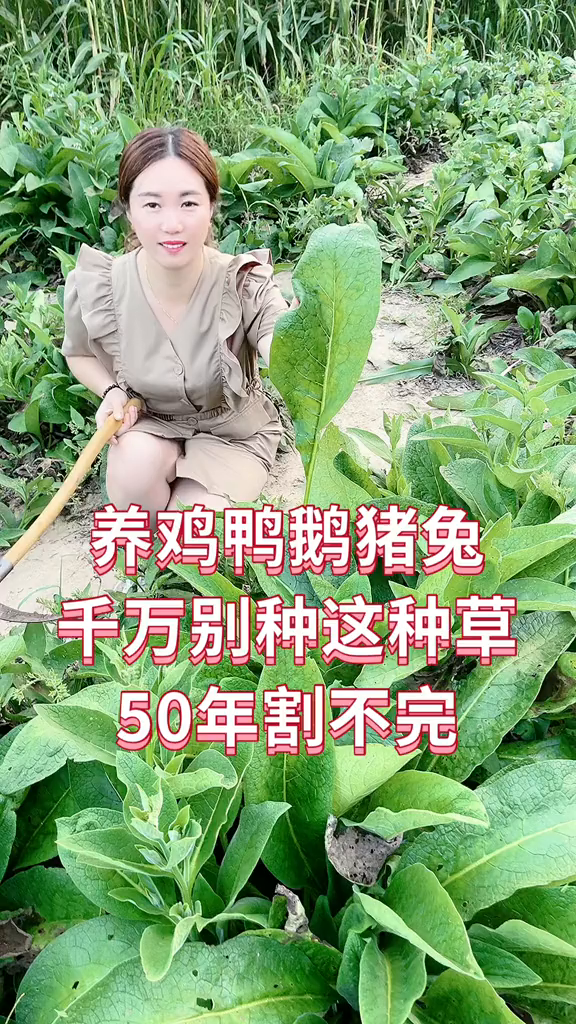 肥猪菜连续收割50年