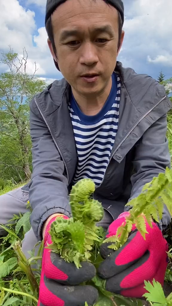 注意!野菜不能随便采,吃错可能会致命!