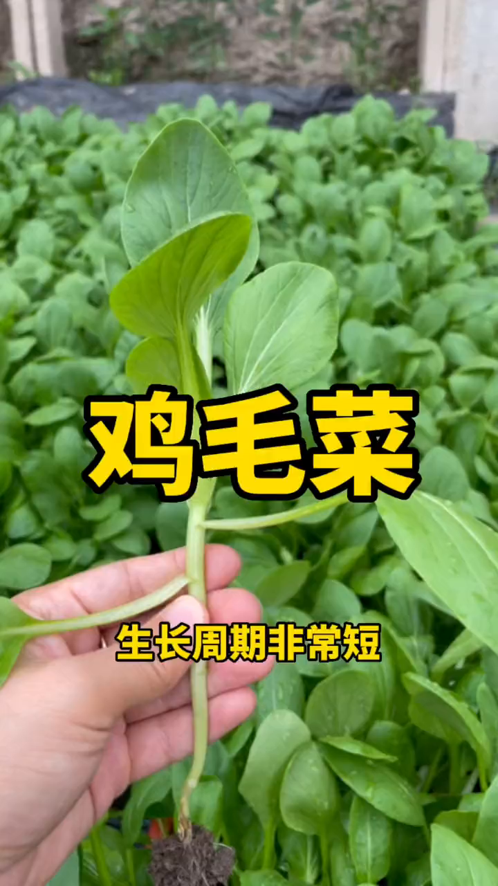 夏季推荐您种点鸡毛菜,发芽迅速