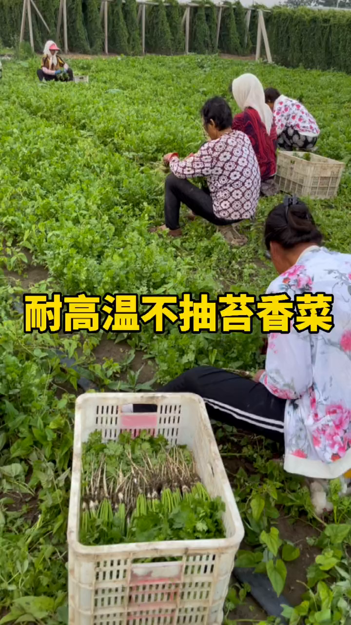 夏季种植选择耐高温不抽苔的香菜品种哦!