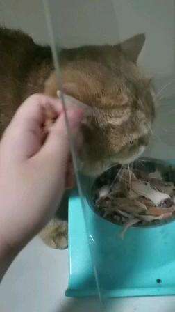 为了被摸可以放弃吃鸡胸肉的大宝宝