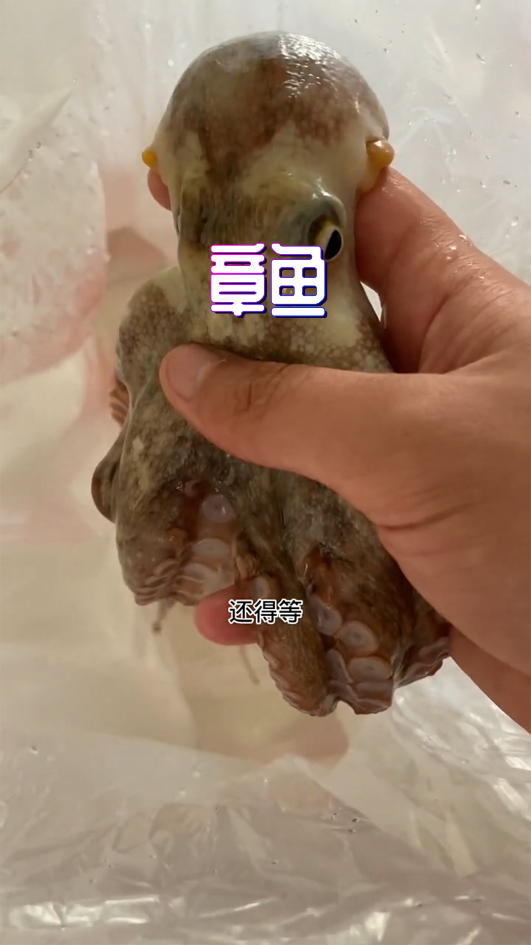 鱼缸盖终于到了,以后不怕章鱼跑了