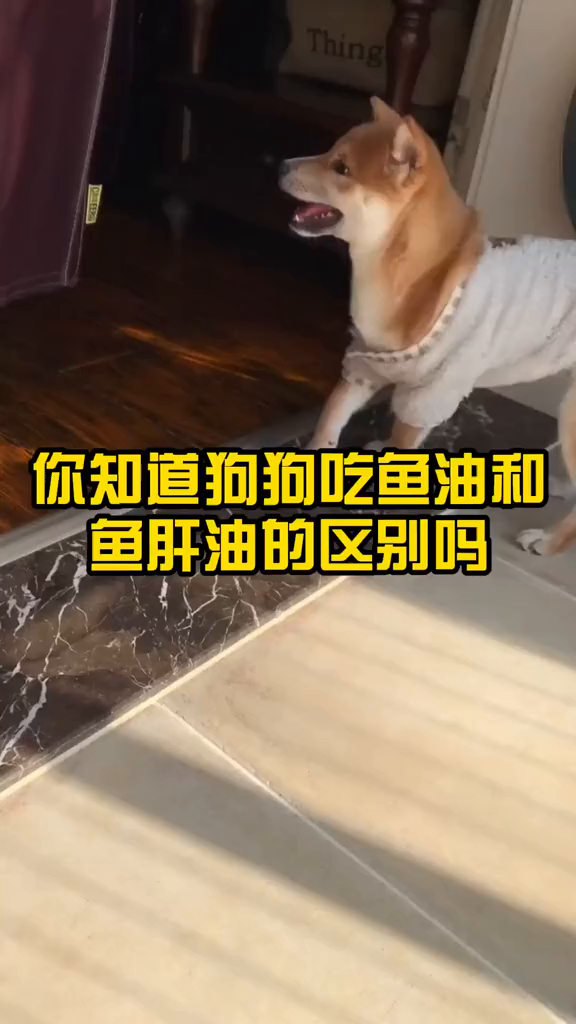 你知道狗狗吃鱼油和鱼肝油的区别吗?