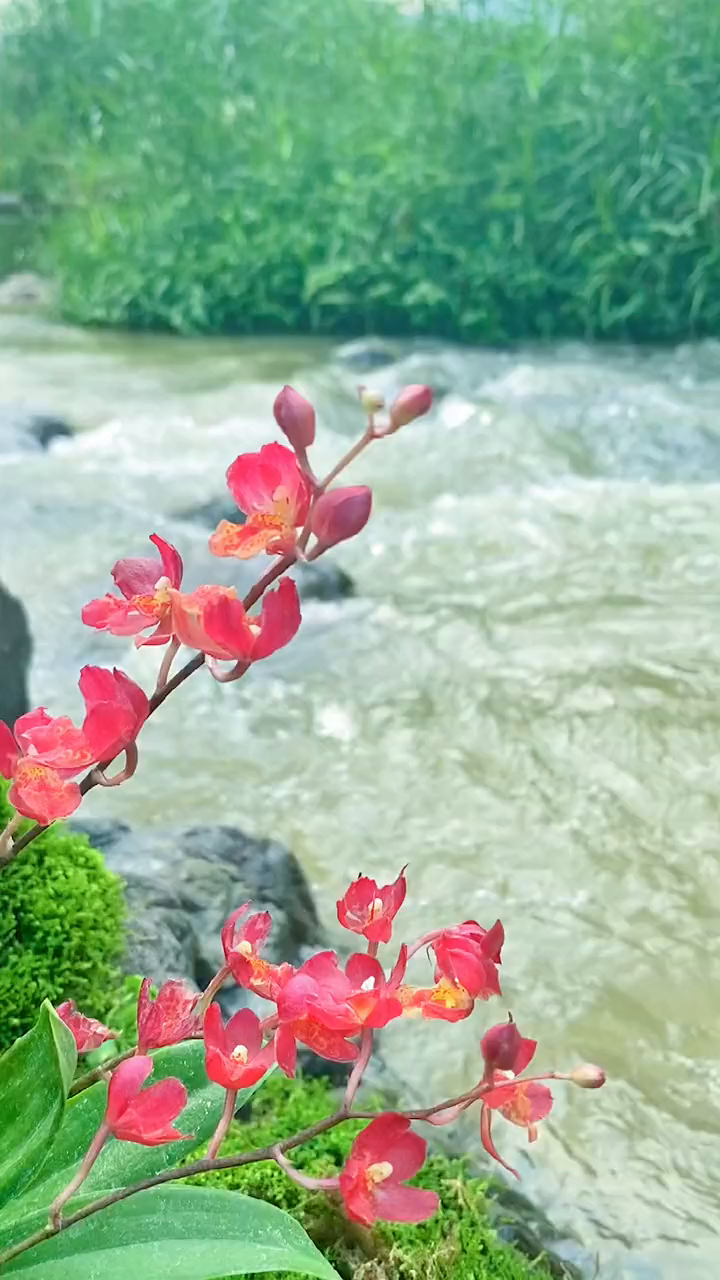 好看好养花开又美的火凤凰文心兰文心兰兰花养花花卉绿植家